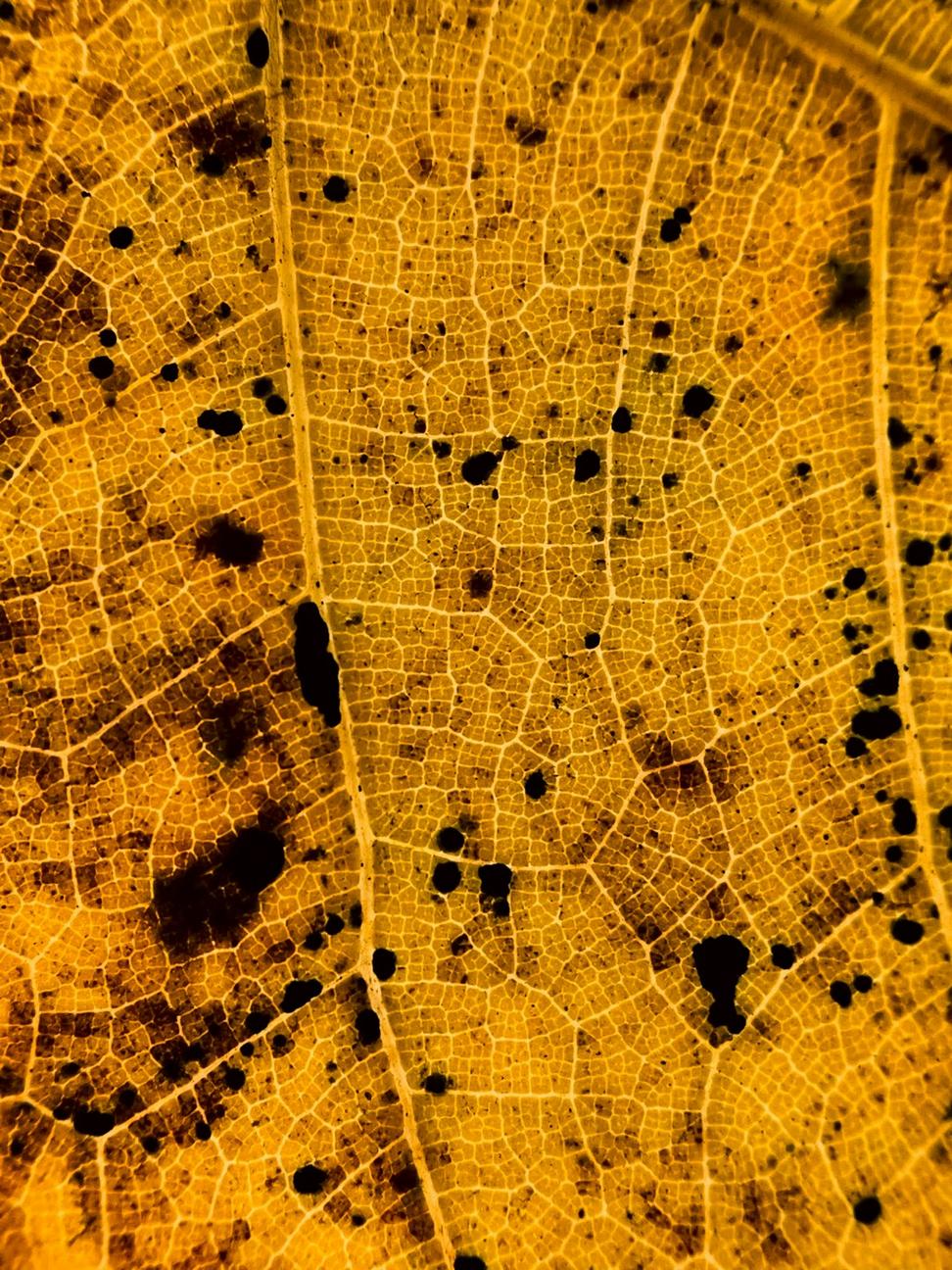 Zoning analysis